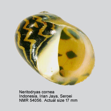 Neritodryas cornea (4).jpg - Neritodryas cornea (Linnaeus,1758)